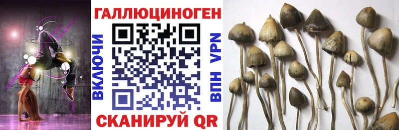 мориарти официальный сайт  Сызрань  Галлюциногенные грибы Psilocybine cubensis  продажа наркотиков 